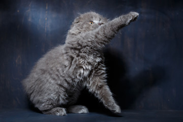 Obraz premium Gray little cat of breed Scottish fold plays on a gray background