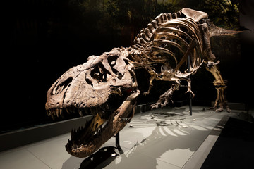 old dinosaur skeleton in museum - 328762579