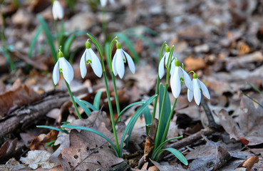 snowdrop in the garden   spring flowers
