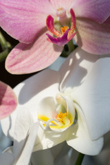 Orchid flowers white and pink