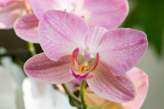Labellum Color รูปภาพLabellum – เลือกดูภาพถ่ายสต็อก เวกเตอร์ และวิดีโอ1,290 | Adobe Stock