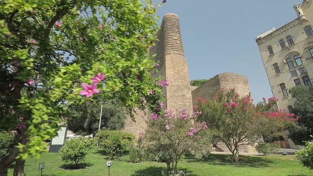Panormama on a fluffy green bush with pink flowers on the branches. The bush is located against the backdrop of the walls of the Maiden Tower in Baku, Azerbaijan. Ancient stone tower in the old town