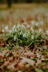 growing snowdrops in spring in park
