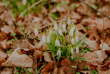 growing snowdrops in spring in park