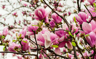 floral magnolia background. spring magnolia tree with many pink flowers. concept Women's Day 8 March Mother's Day congratulations background for a greeting or postcard. selective focus