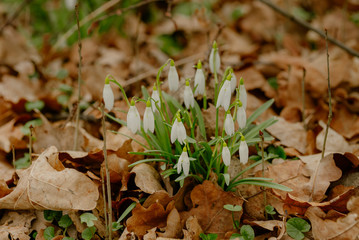 growing snowdrops in spring in park