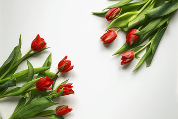 Red tulips on the white background