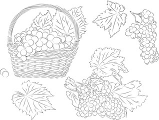 Vector illustration imitating pencil drawing. Image of grapes. Leaves, clusters of fruits and harvest in a basket.