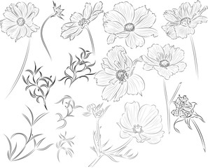 Sketch flowers, buds and leaves of cosmea. Vector image of an imitating pencil drawing.