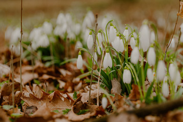 growing snowdrops in spring in park
