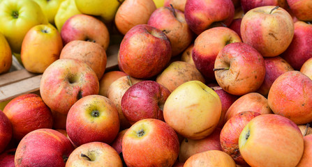 ugly eco food organic apples at the farmers' market. ugly fruits and vegetables concept. selective focus