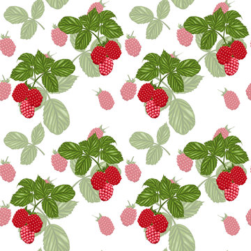 Vector seamless background. Image of raspberries, berries and leaves.