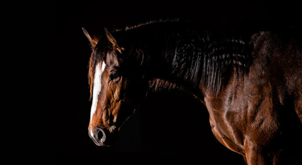 Fototapeta na wymiar Horse In Studio