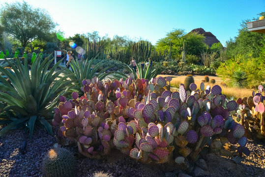 Different Types Of Prickly Pear Cacti In A Botanical Garden In Phoenix, Arizona