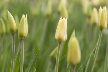 blooming yellow tulips decorating a garden or park