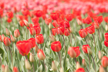 Fototapeta premium blooming red tulips decorating a garden or park
