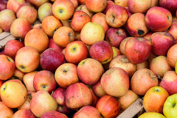 ugly eco food organic apples at the farmers' market. ugly fruits and vegetables concept. selective focus