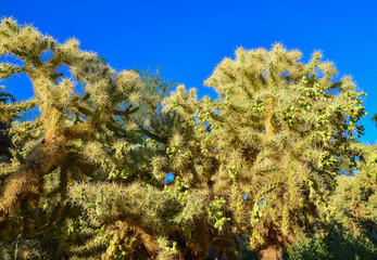 Cactus. Cane Chola Cylindropuntia spinosior on a background of blue sky. Arizona, USA