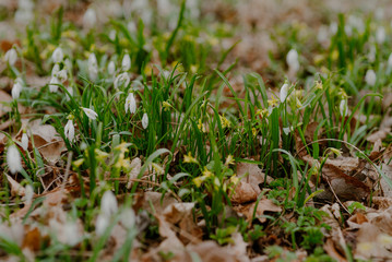growing snowdrops in spring in park