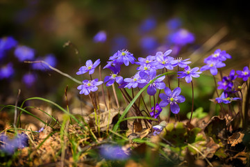 blooming flower primrose, blue snowdrop spring day