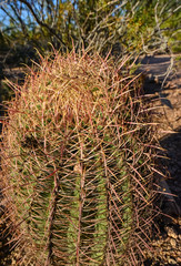 Naklejka na ściany i meble Cactus Ferocactus in the Phoenix Botanical Garden, Arizona, USA