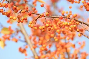 Begonia fruit on branches, North China