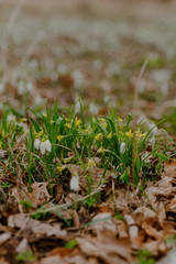 growing snowdrops in spring in park