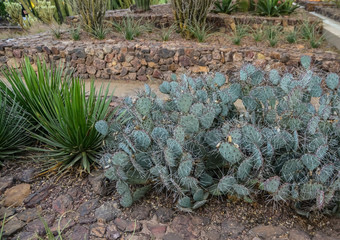 A group of succulent plants of Opuntia cacti in the Phoenix Botanical Garden, Arizona, USA