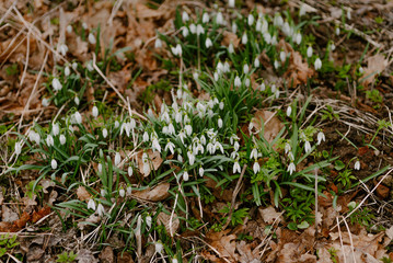 First Flowers in Spring - Snowdrops Growing on a meadow.