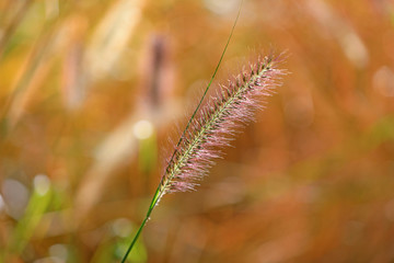 Oriental Pennisetum in garden, North China