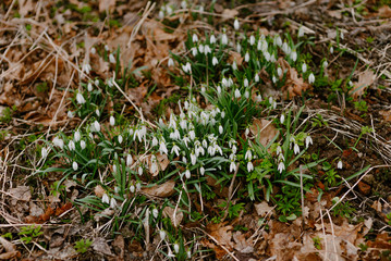 First Flowers in Spring - Snowdrops Growing on a meadow.