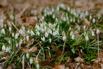 First Flowers in Spring - Snowdrops Growing on a meadow.