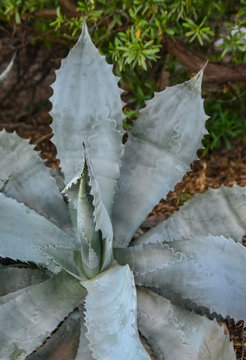 Agave in a botanical garden in the city of Phoenix, Arizona