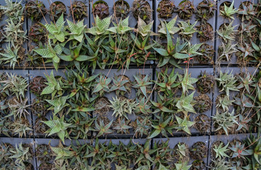 USA, PHENIX, ARIZONA- NOVEMBER 17, 2019: A group of succulent plants  in the Phoenix Botanical Garden, Arizona, USA