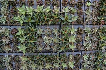 USA, PHENIX, ARIZONA- NOVEMBER 17, 2019: A group of succulent plants  in the Phoenix Botanical Garden, Arizona, USA