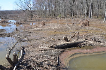 beaver dam with water and trees in wetland environment