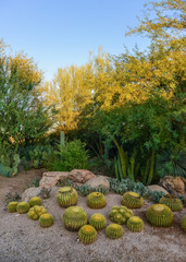 A group of succulent plants and cacti in the Phoenix Botanical Garden, Arizona, USA