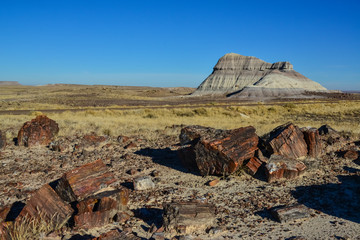 The trunks of petrified trees, multi-colored crystals of minerals. Petrified Forest National Park,...