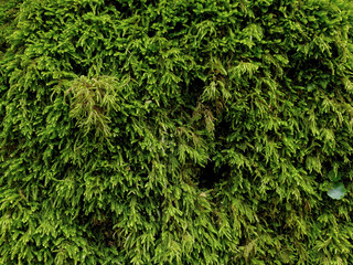 Wild green musk wall surface texture pattern wallpaper background  - obrazy, fototapety, plakaty