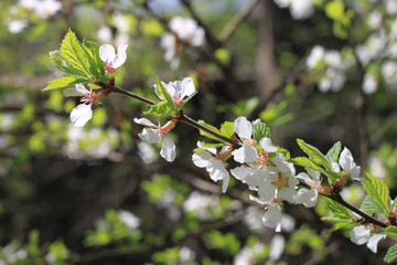 spring cherry white fowers blooming