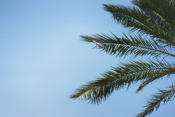 Green palm leaves against a clear blue sky. Traveling background concept.
