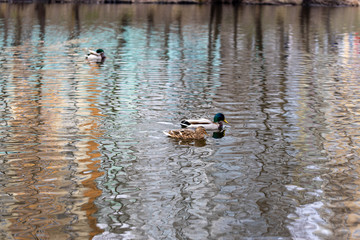 Ducks are swimming in the lake in the park.