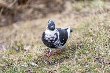 One dove walks on spring grass.