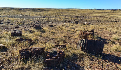 The trunks of petrified trees, multi-colored crystals of minerals. Petrified Forest National Park,...
