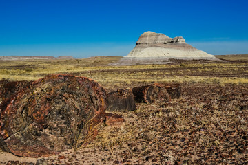 The trunks of petrified trees, multi-colored crystals of minerals. Petrified Forest National Park,...