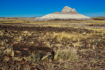 The trunks of petrified trees, multi-colored crystals of minerals. Petrified Forest National Park,...