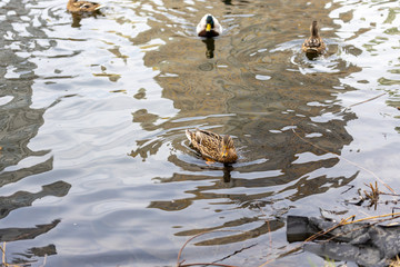 Ducks are swimming in the lake in the park.