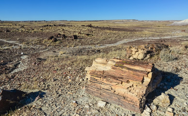 The trunks of petrified trees, multi-colored crystals of minerals. Petrified Forest National Park,...