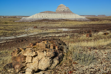 The trunks of petrified trees, multi-colored crystals of minerals. Petrified Forest National Park,...