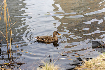 A female duck swims in a lake in a park.